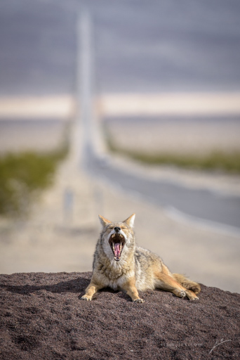 8 - King of the Road