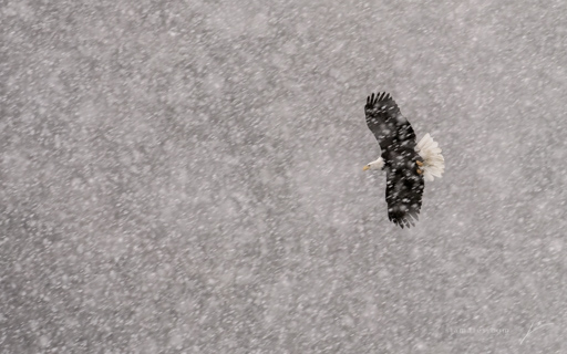 18 - Winter Flight
